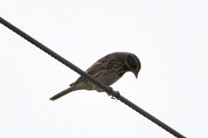 Vesper Sparrow - Too Fly