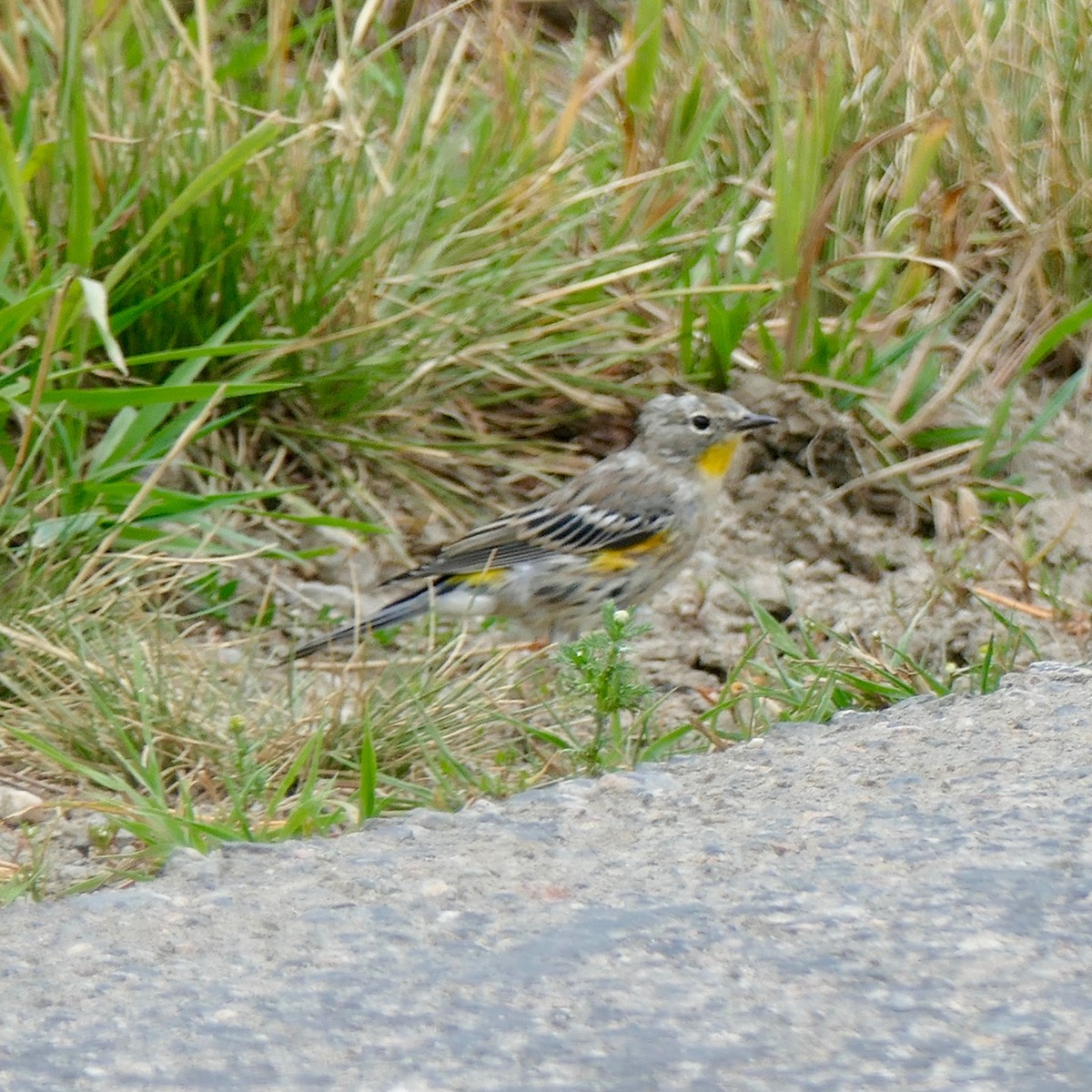 Yellow-rumped Warbler - Don Hall