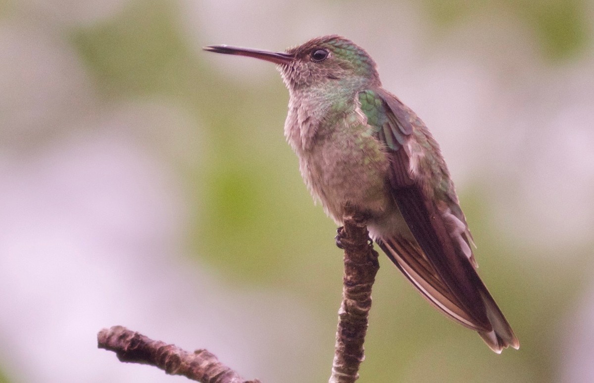 Scaly-breasted Hummingbird - Alex Wiebe