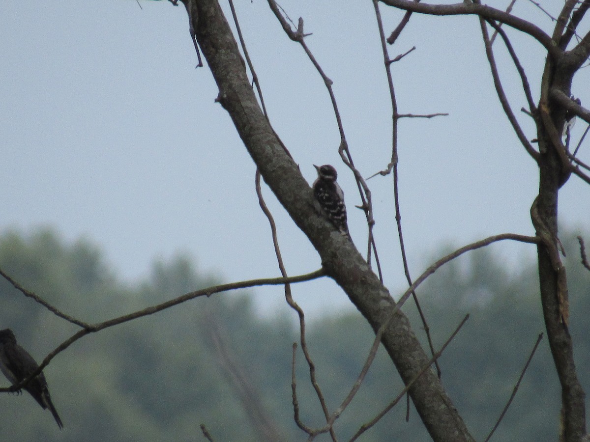 Downy Woodpecker - ML111159631