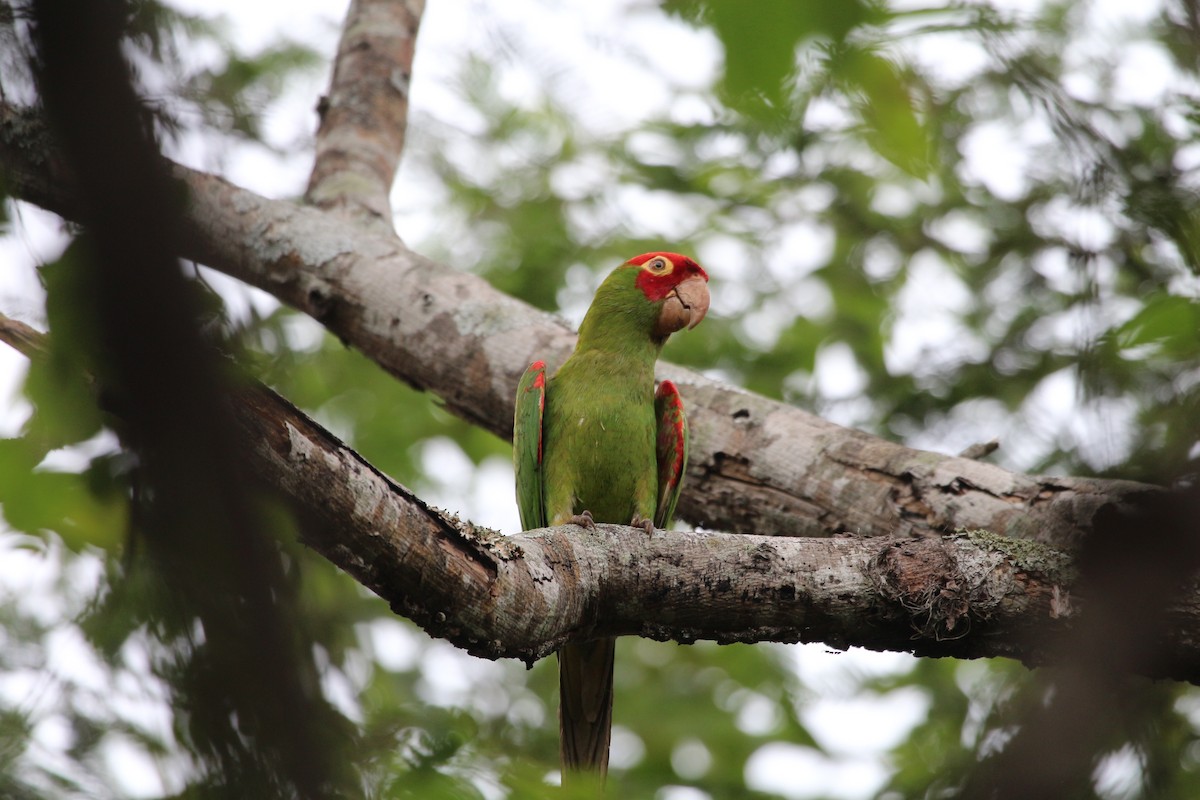 Red-masked Parakeet - John Drummond