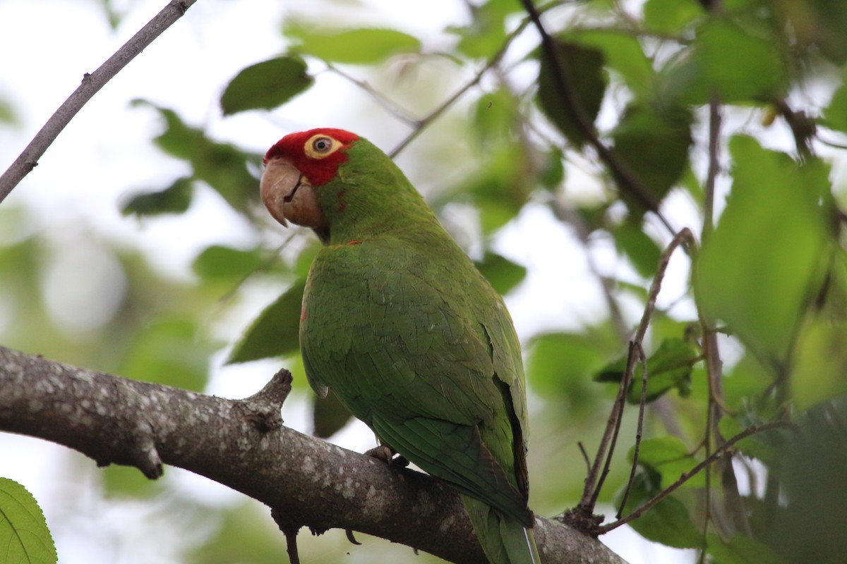 Red-masked Parakeet - John Drummond