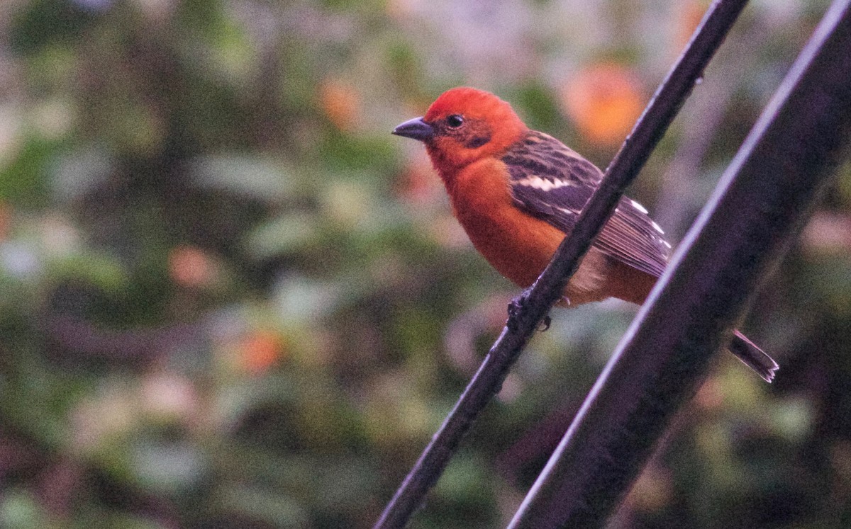 Flame-colored Tanager - Alex Wiebe