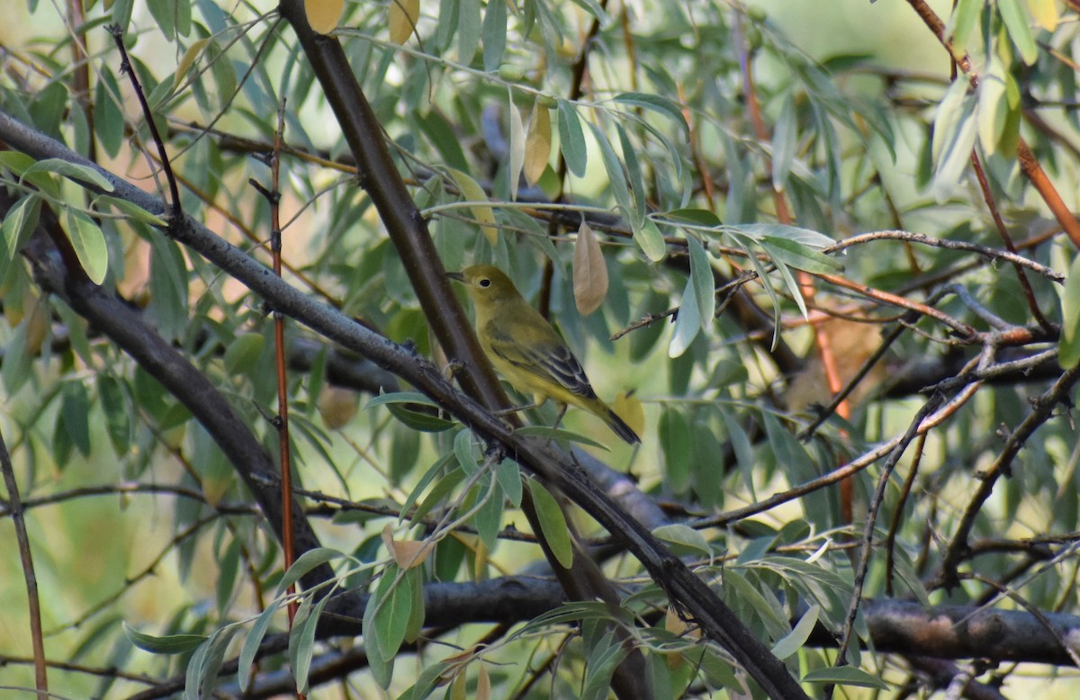 Western Tanager - Cody Russell