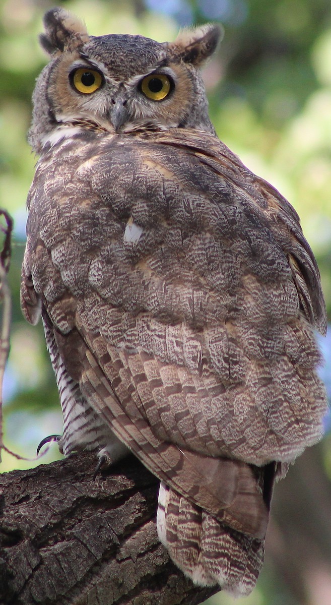 Great Horned Owl - ML111163501
