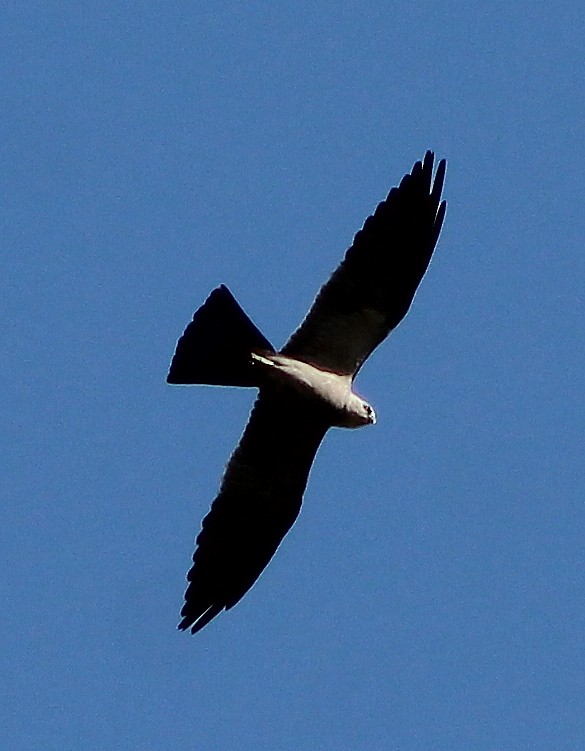 Mississippi Kite - alison rodgers
