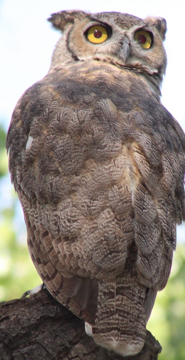 Great Horned Owl - ML111163601