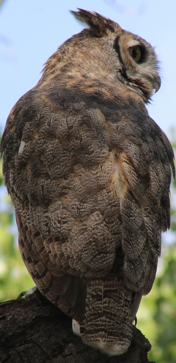 Great Horned Owl - ML111163621