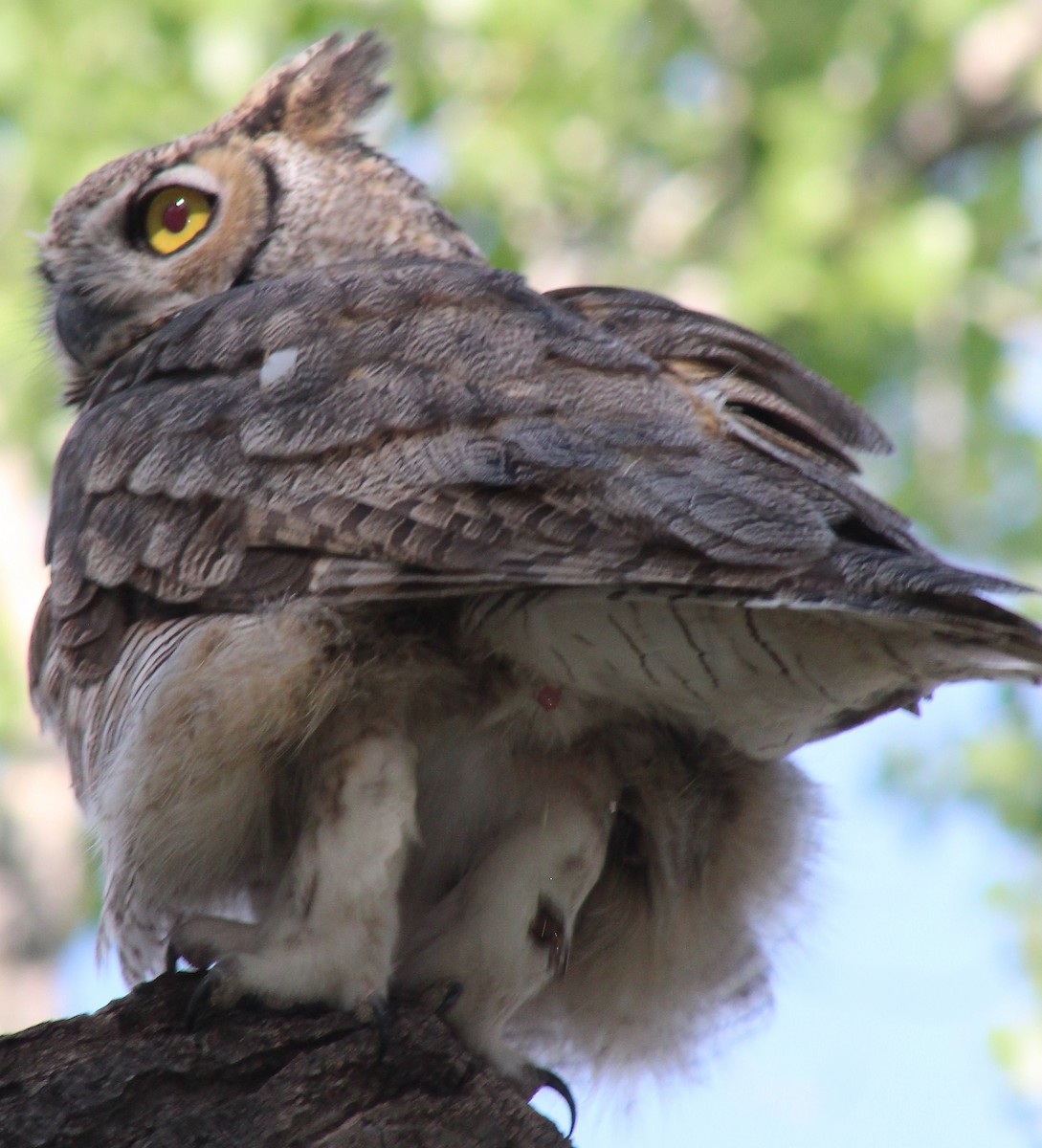 Great Horned Owl - ML111163681