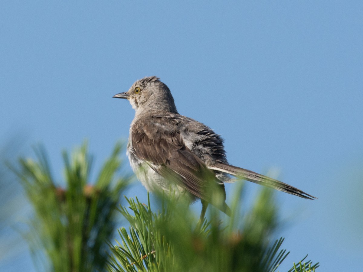 Northern Mockingbird - T I