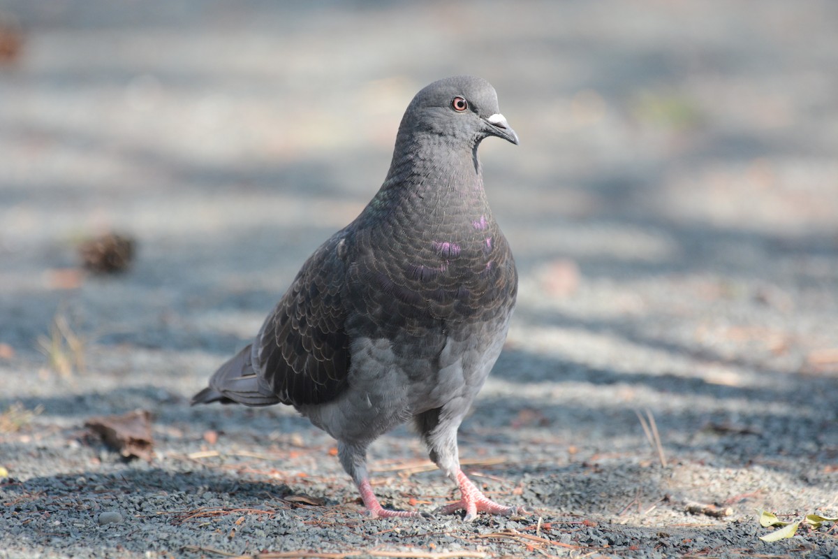 Rock Pigeon (Feral Pigeon) - Isaac Hosch