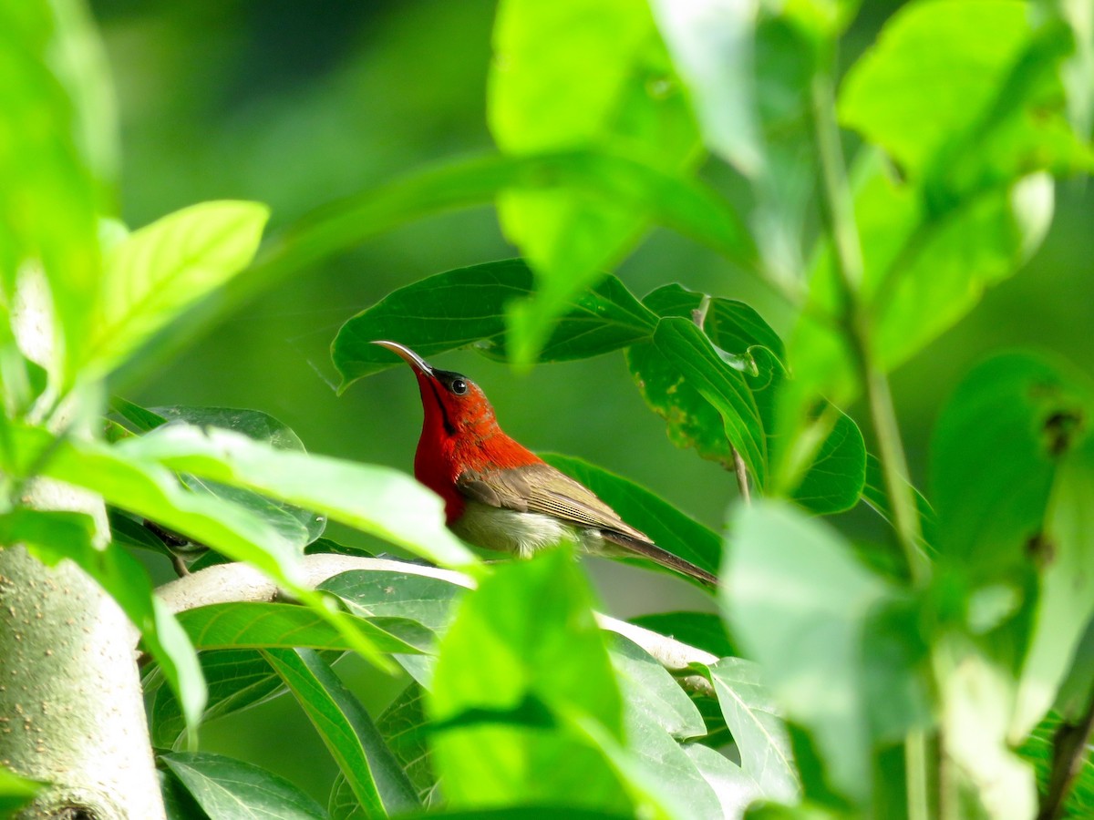 Crimson Sunbird - parul bhatnagar