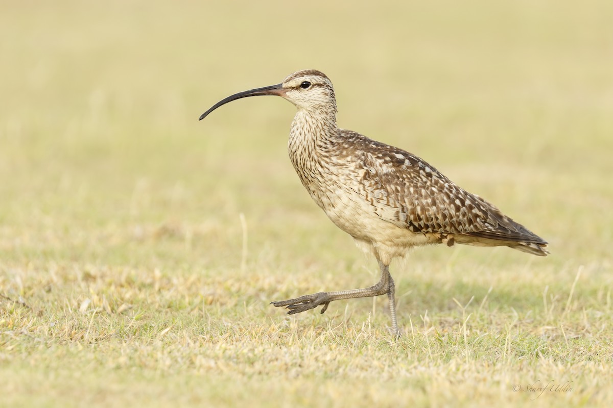 Bristle-thighed Curlew - ML111171861