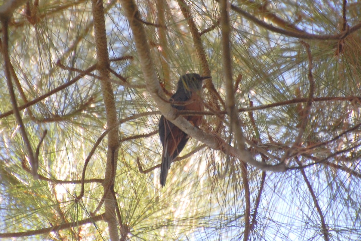 Brush Cuckoo (Sulawesi) - Dirk Tomsa