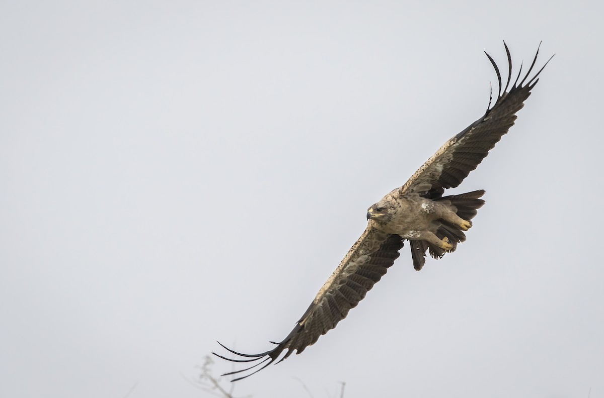 Tawny Eagle - Amol Marathe