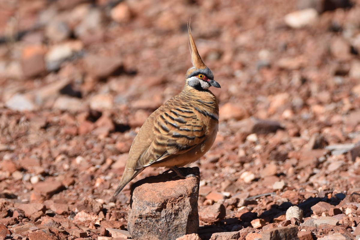 Spinifex Pigeon - ML111174351
