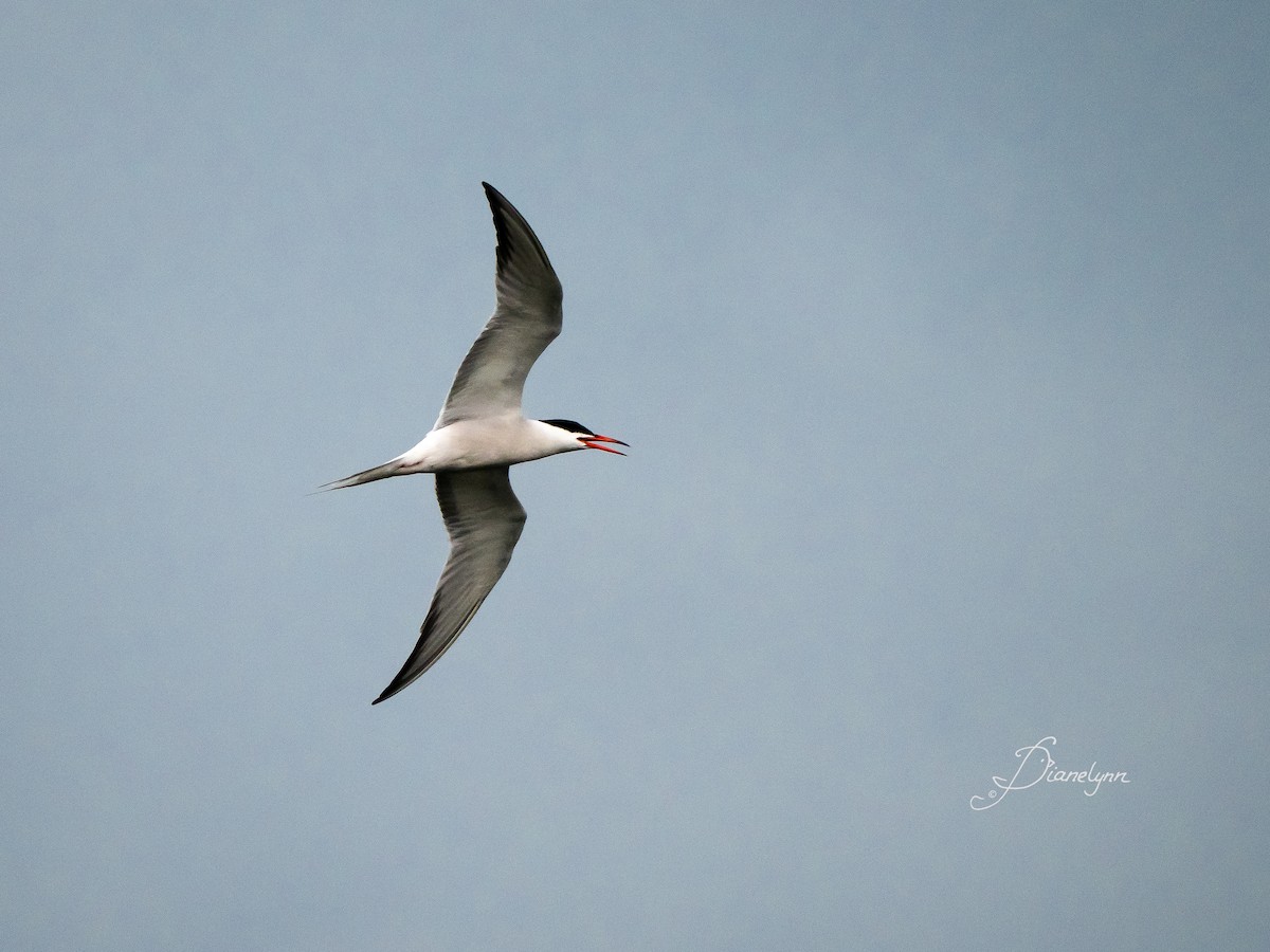 Common Tern - Diane Ernst