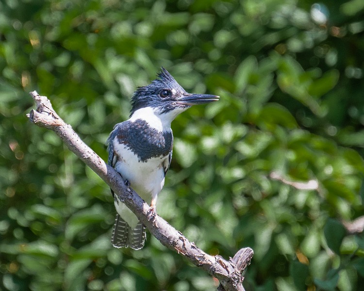 Belted Kingfisher - ML111175021