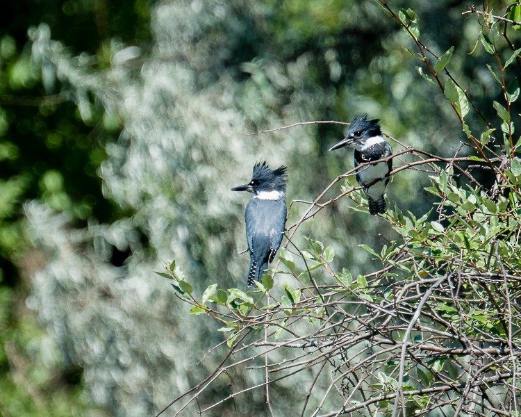 Belted Kingfisher - ML111175061