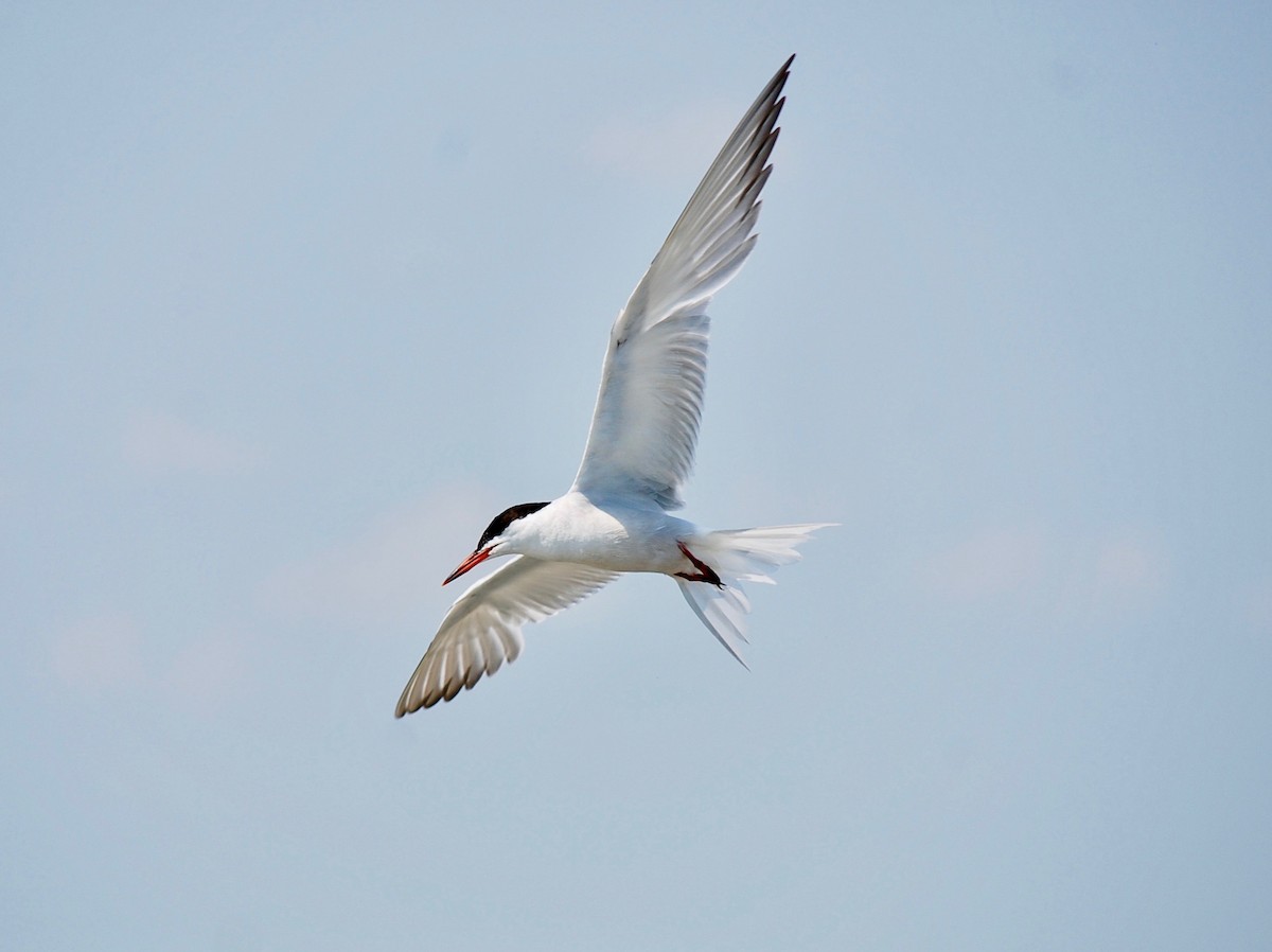 Common Tern - Sarah rackowski