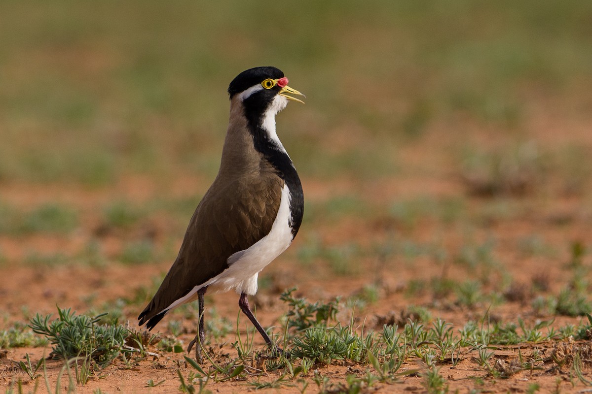 Banded Lapwing - ML111176961