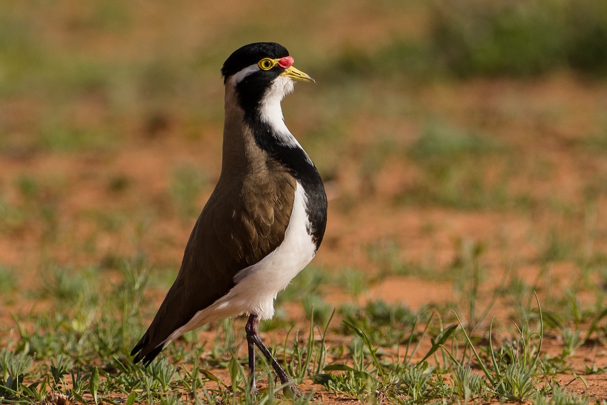 Banded Lapwing - ML111176971