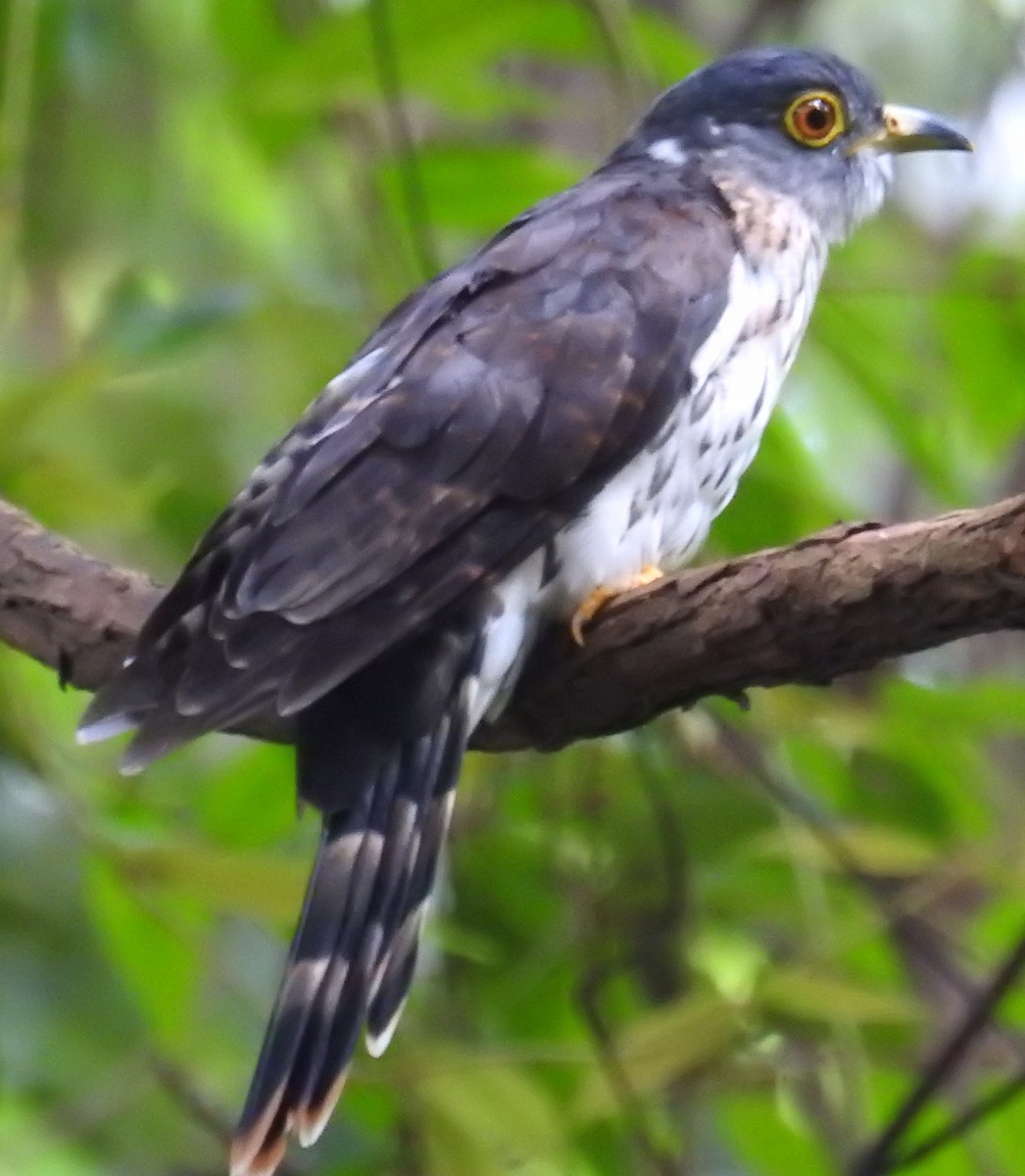 Malaysian Hawk-Cuckoo - Colin Trainor