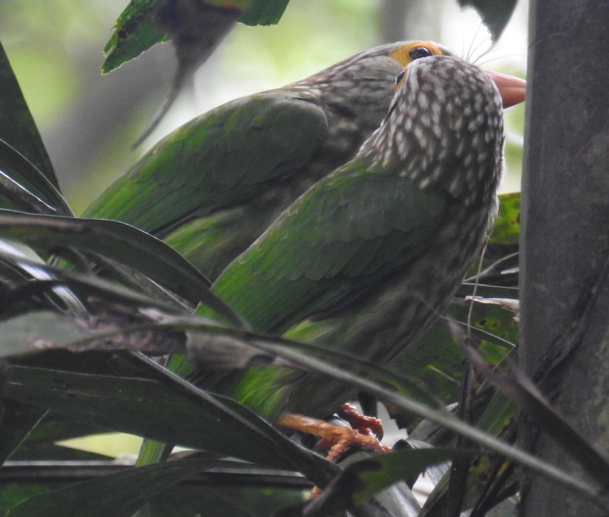 Lineated Barbet - Colin Trainor
