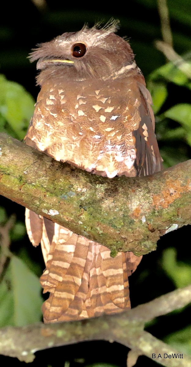 Dulit Frogmouth - ML111178461