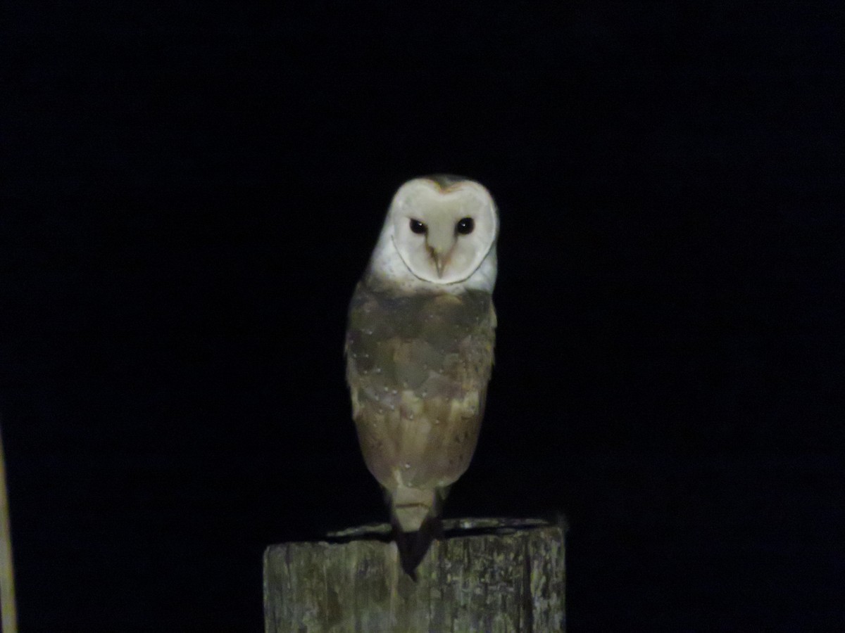 Barn Owl - Ian Starling
