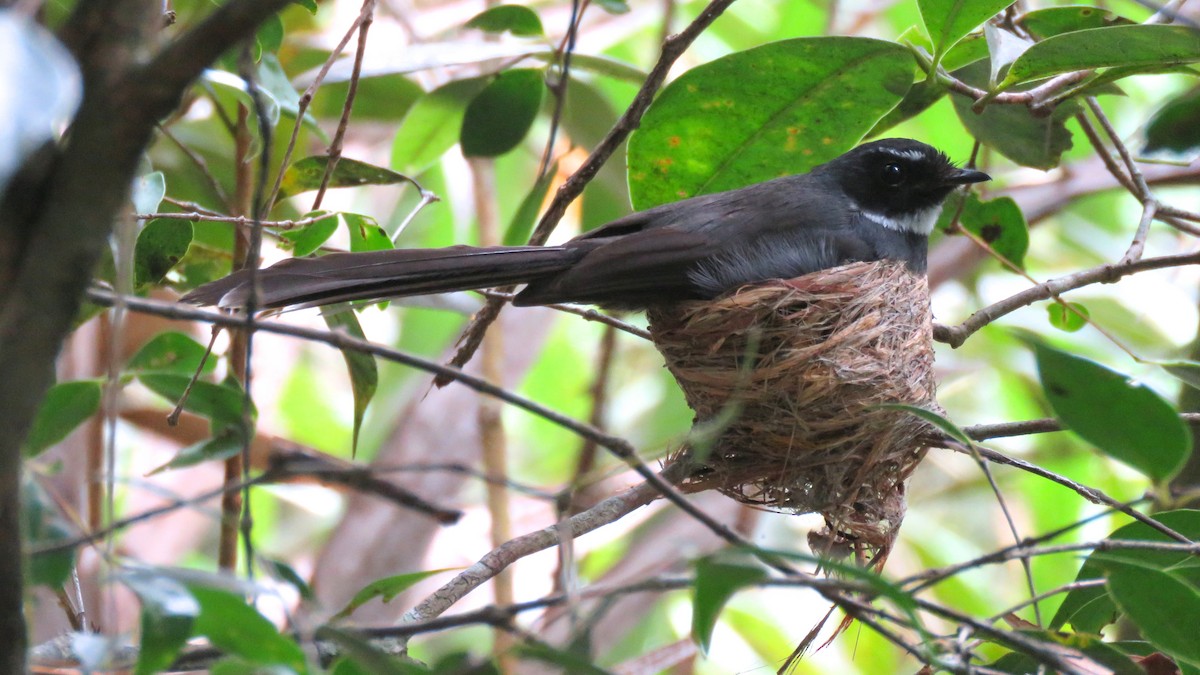 White-throated Fantail - Tim Forrester