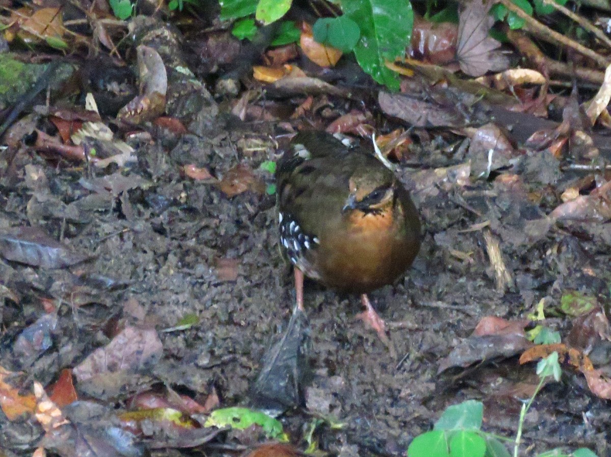 Red-breasted Partridge - ML111181311