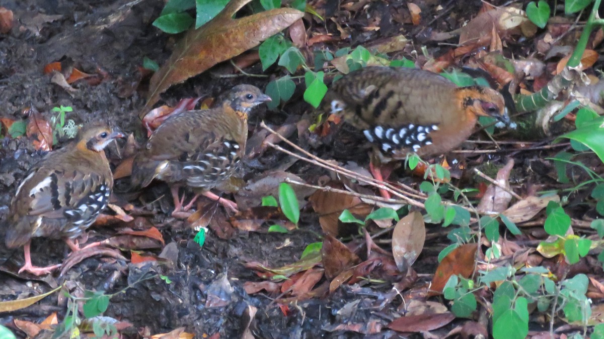 Red-breasted Partridge - ML111181321