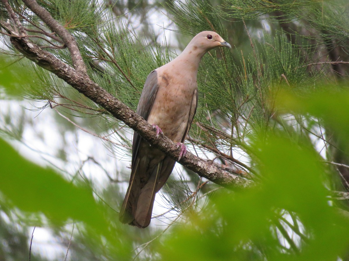 Gray Imperial-Pigeon - ML111184251