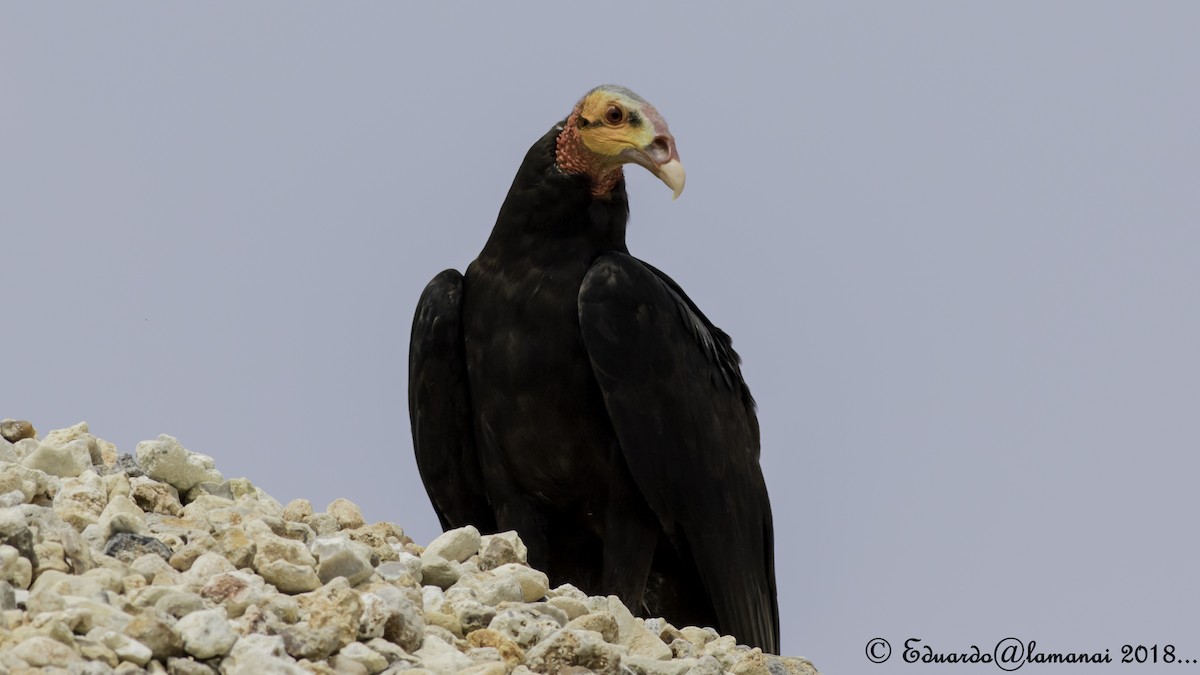 Lesser Yellow-headed Vulture - Jorge Eduardo Ruano