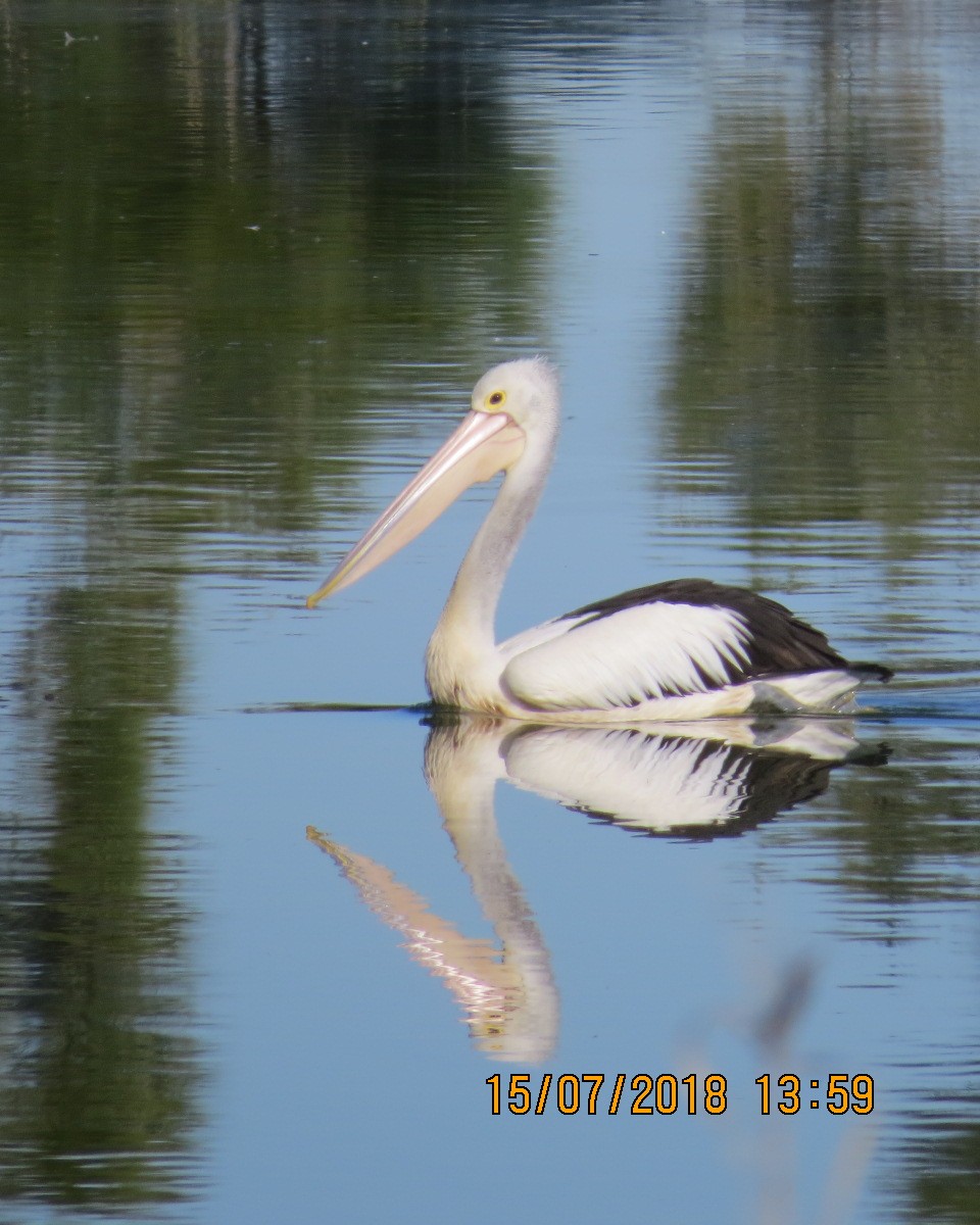 Australian Pelican - Gary Bletsch