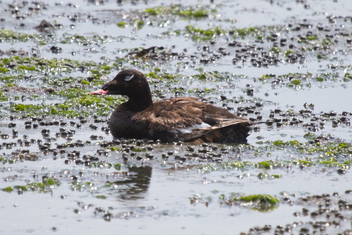 White-winged Scoter - Griffin Richards