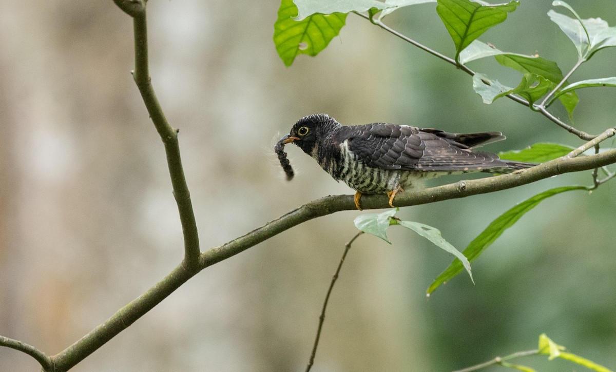 Red-chested Cuckoo - ML111194671