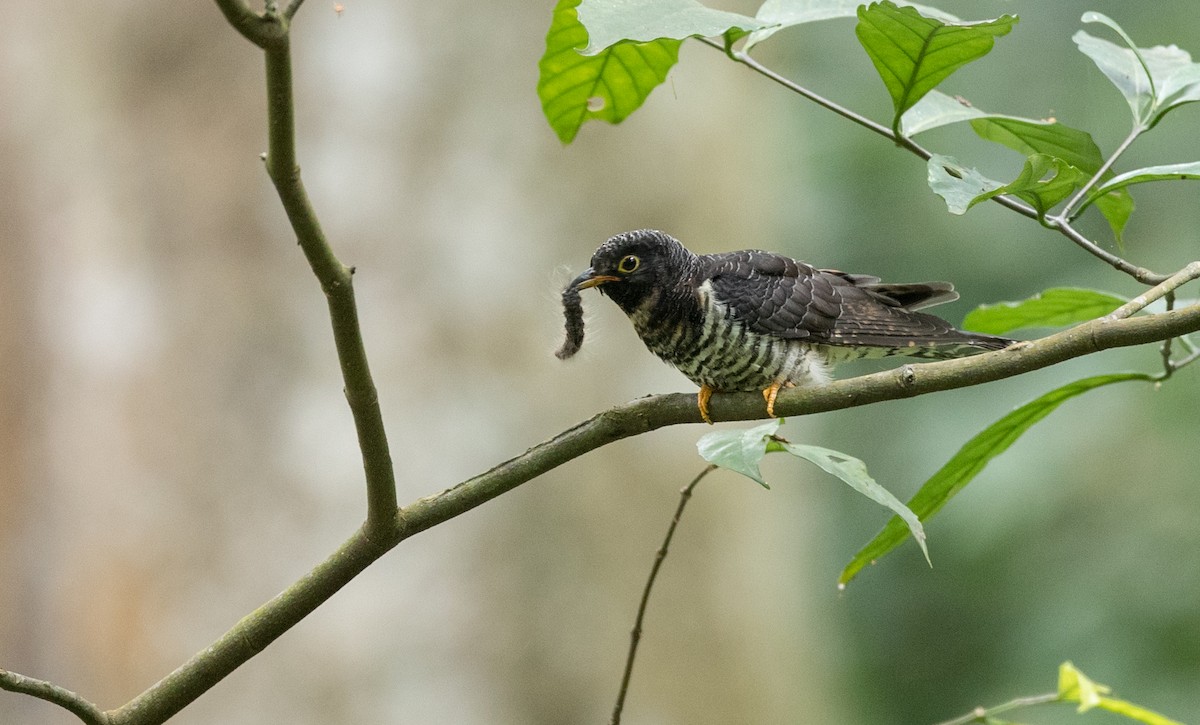Red-chested Cuckoo - ML111194681