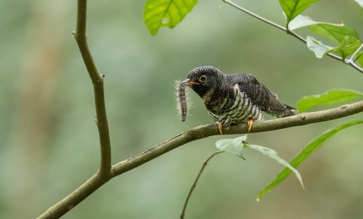 Red-chested Cuckoo - ML111194711