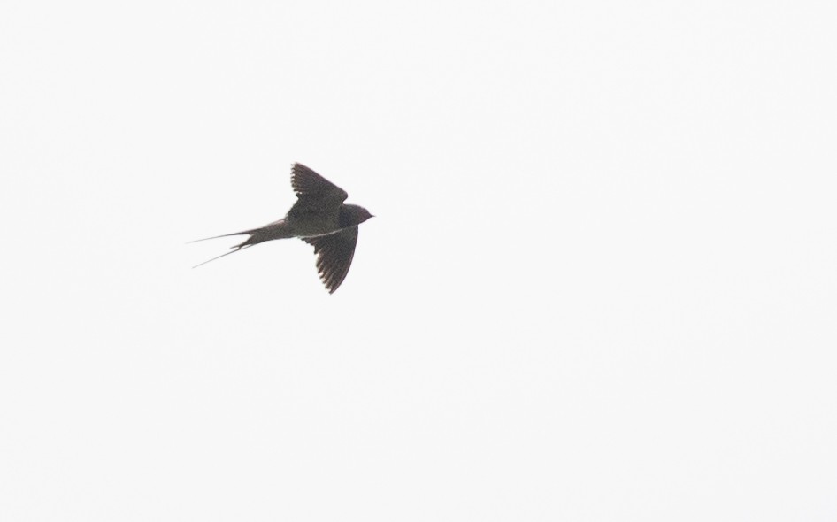 Barn Swallow (White-bellied) - Ian Davies
