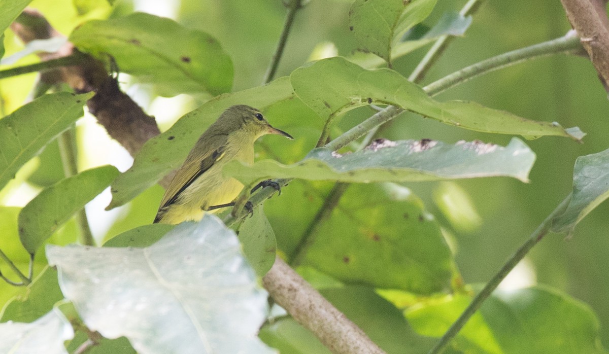 Little Green Sunbird - ML111195951