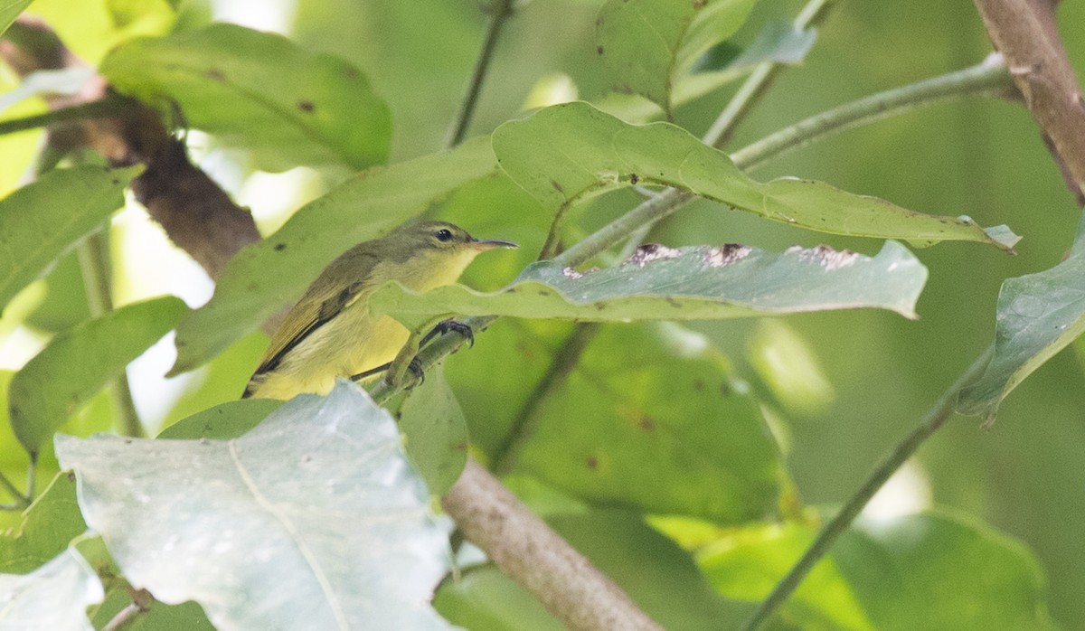 Little Green Sunbird - ML111195961