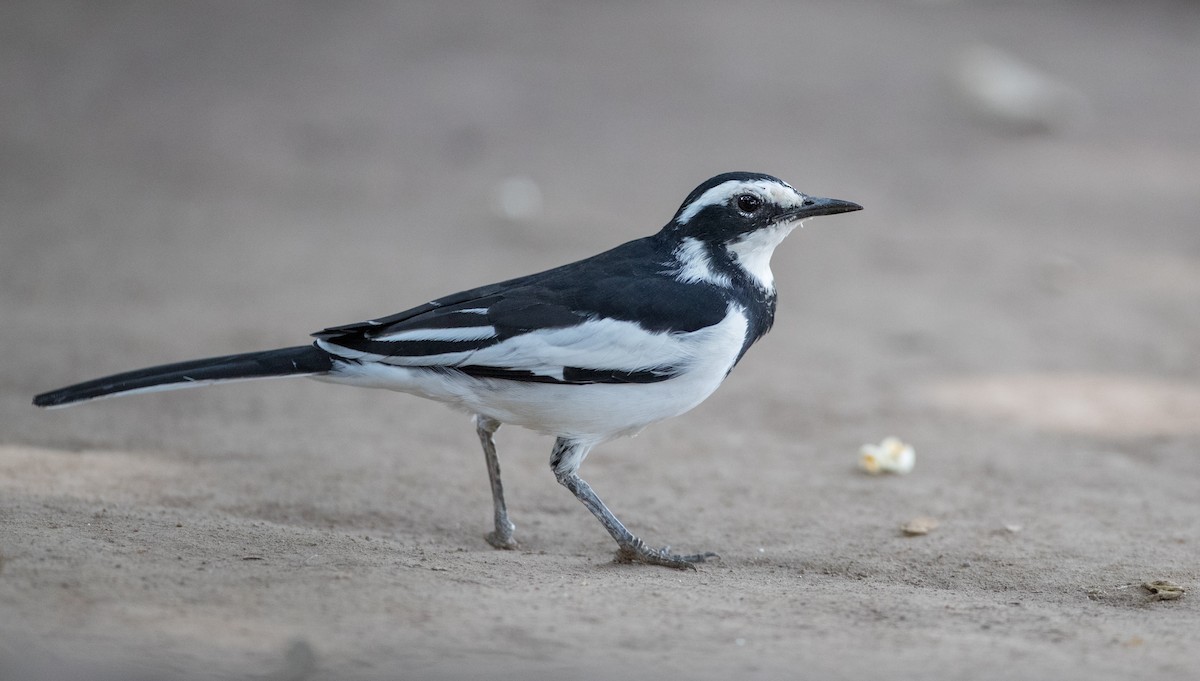 African Pied Wagtail - ML111196461