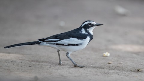african pied wagtail