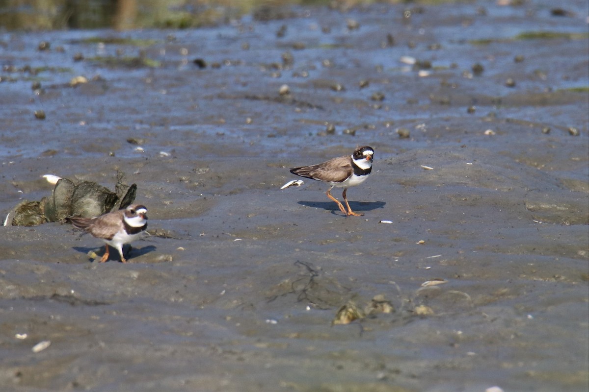 Semipalmated Plover - ML111199311