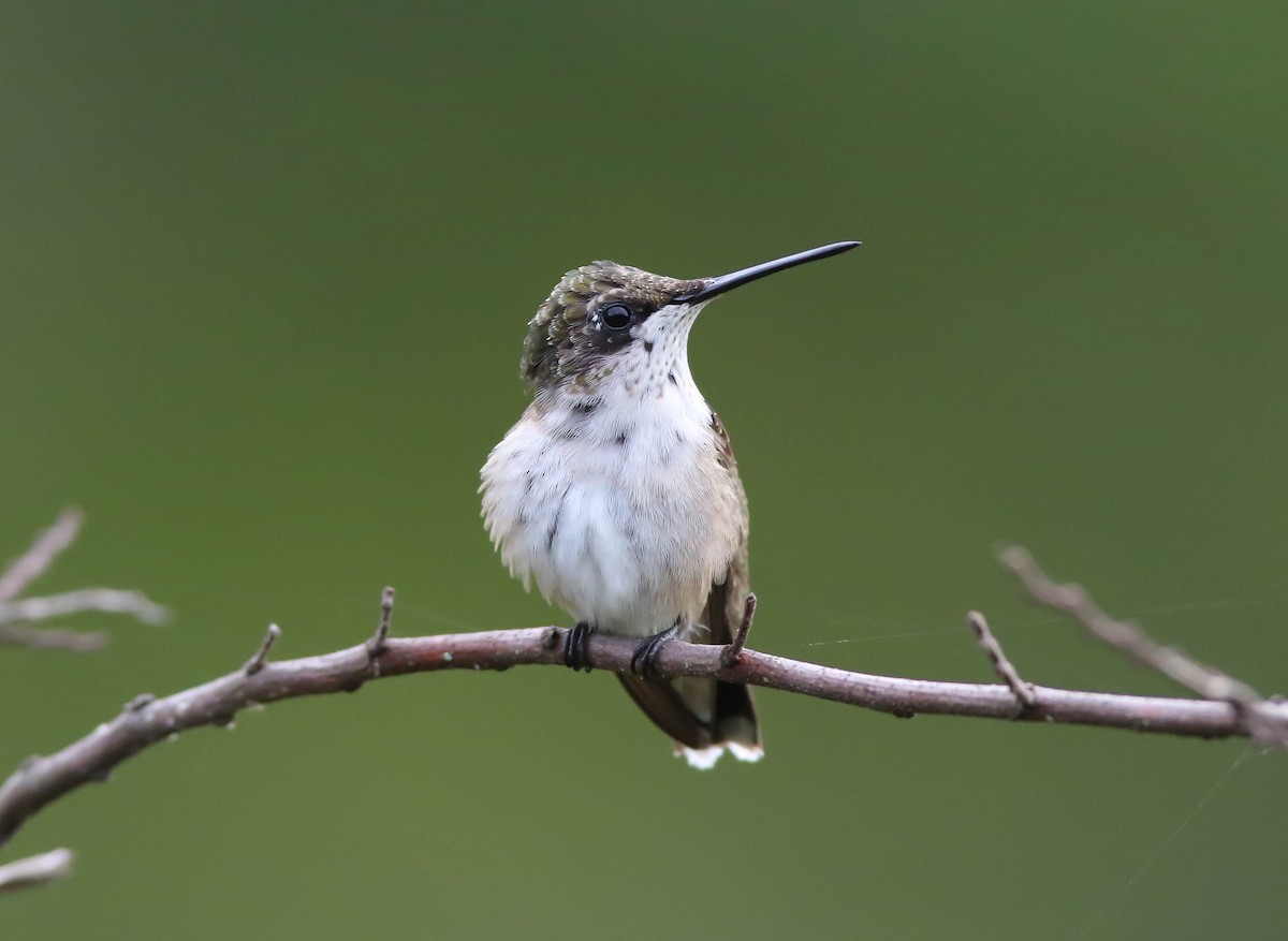 Ruby-throated Hummingbird - Gene Koziara