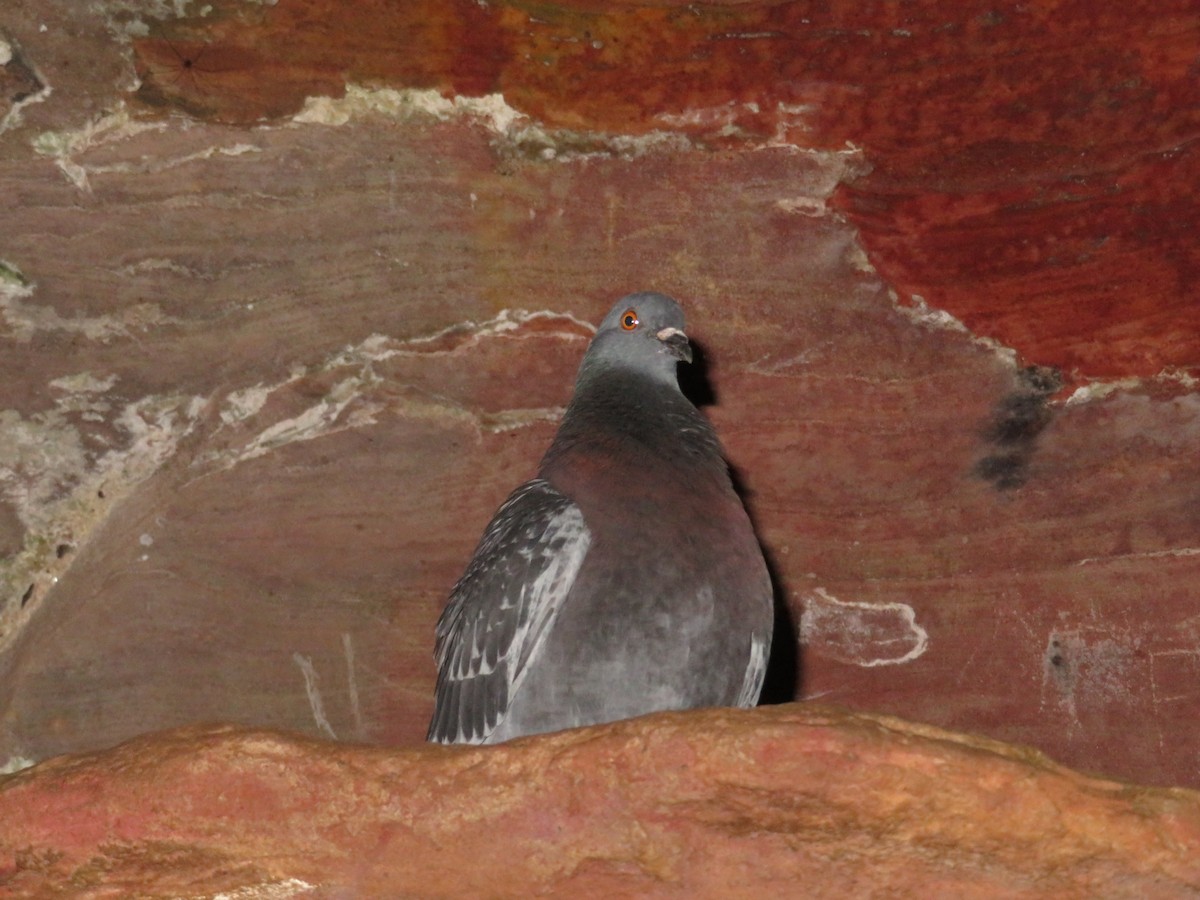Rock Pigeon (Feral Pigeon) - ML111202991