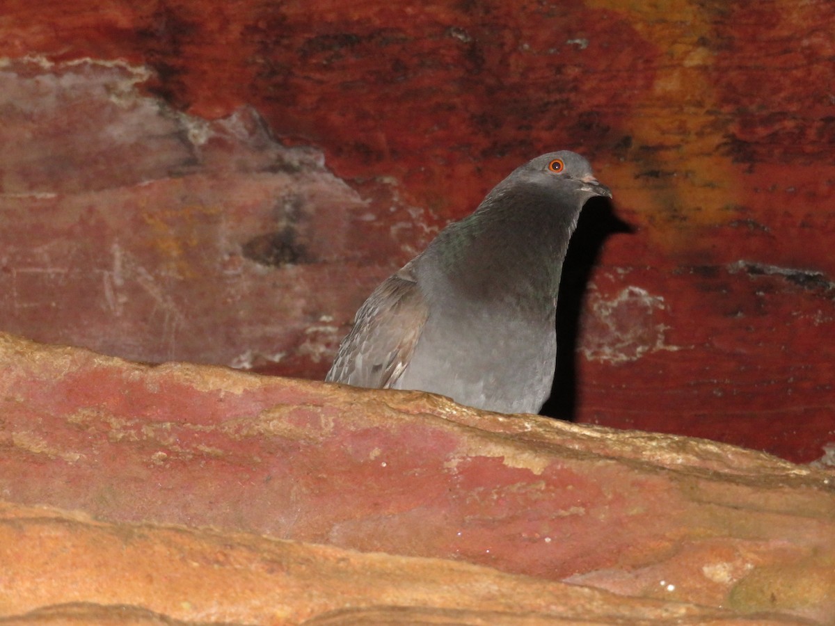 Rock Pigeon (Feral Pigeon) - ML111203041