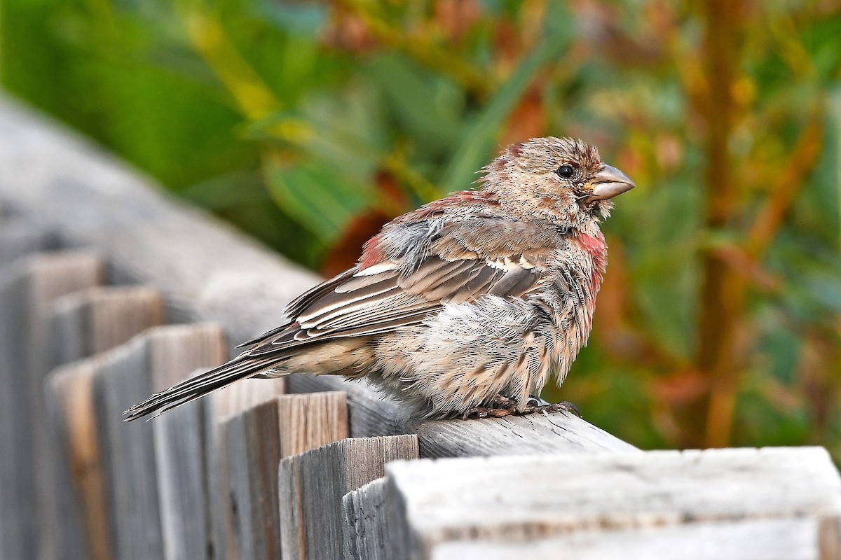 House Finch - Chris Rees